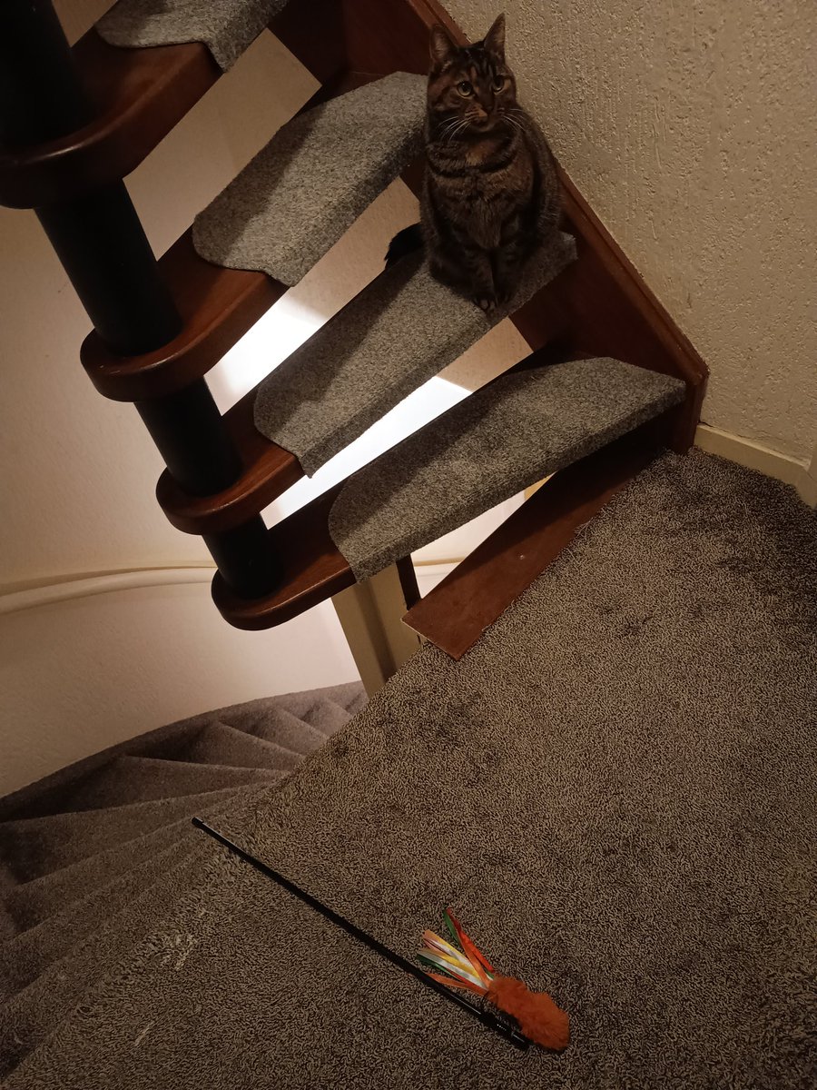 TharusThijs's tweet image. Ze heeft dit zelf uit een dichte kast in de woonkamer getrokken en meegesleept naar boven 🥹😭