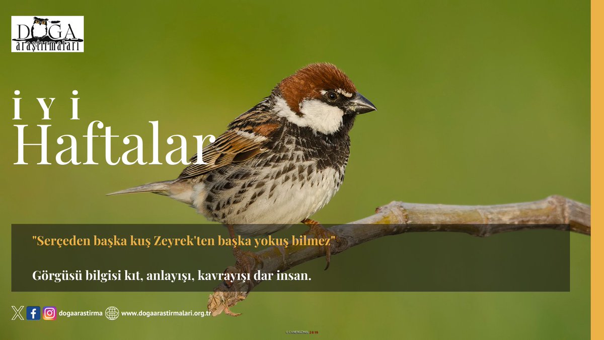 "Serçeden başka kuş Zeyrek'ten başka yokuş bilmez" deyimi hayat görüşü dar, anlayışı kıt insanlar için kullanılıyor.

Deyime konu olan Zeyrek semti, İstanbul'un en karakteristik ve eski mahallerinden biridir ve İstanbul'un dördüncü tepesi olan Fatih'in eteklerine kurulmuştur.