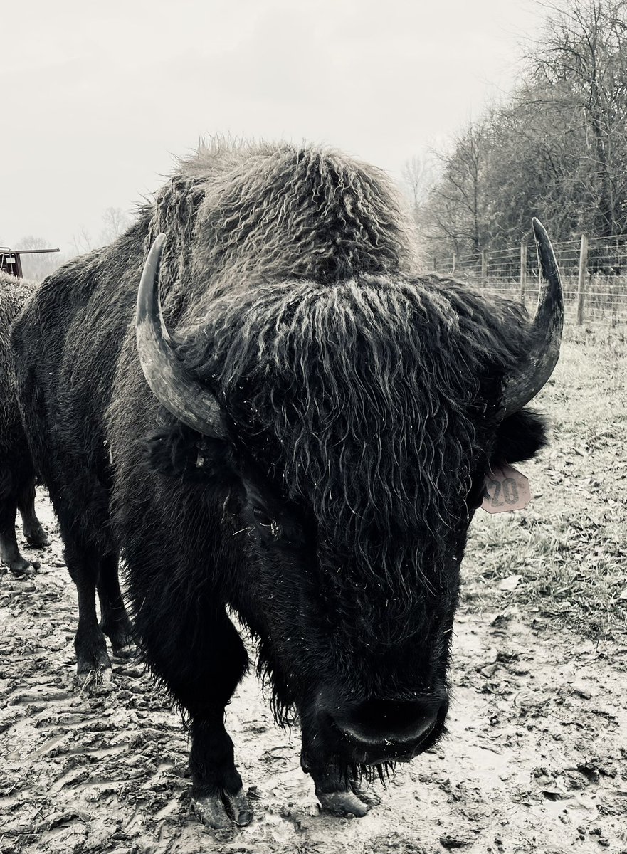LukeFreshwater's tweet photo. My buddy Bryson the Bison! https://t.co/1EQV2UdQPo