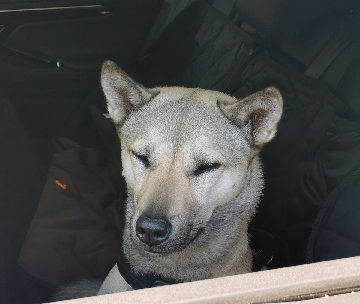 Augenkraft's tweet photo. @rbb24 Wir haben ab und an Blindenführhunde, die Patienten begleiten und ab und an ist meine Hündin Ishiko (Rasse #Kishu)   als Therapiehund bei uns fürs Team. Das tut gut. Sie liebt Menschen und Kinder. #Schöneberg https://t.co/ZBpjSby3wE