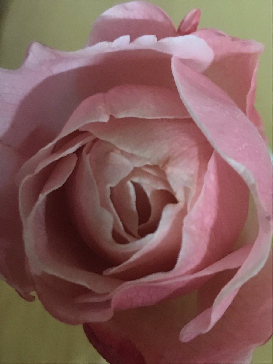 MarieRose tweet media