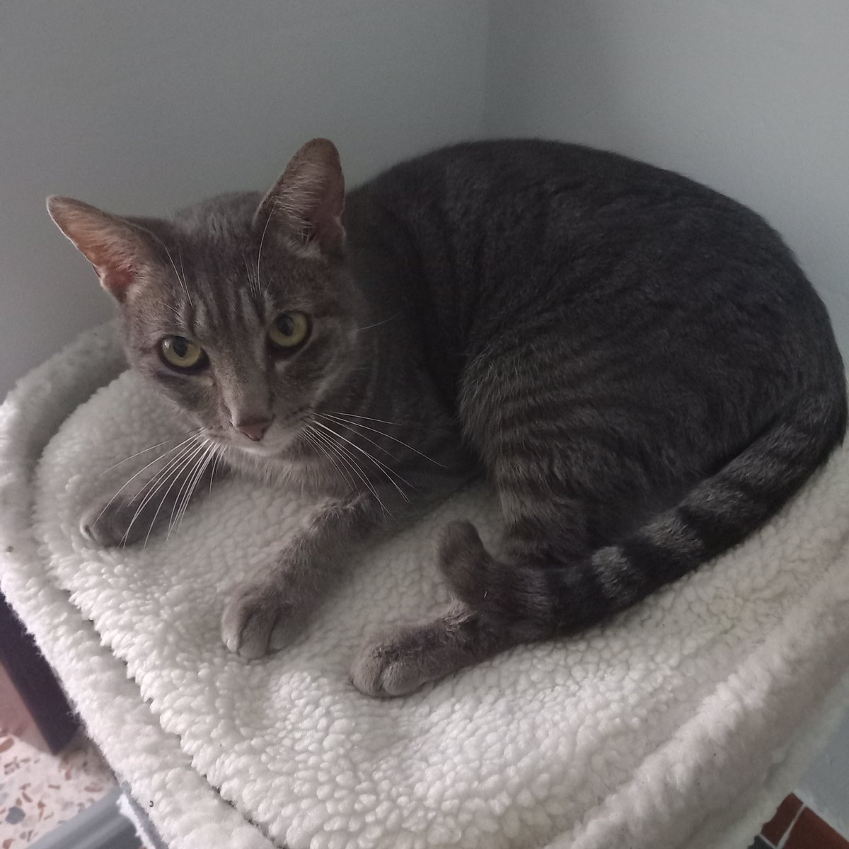 Felinarium_'s tweet photo. Crocanti pasó ayer sábado 30 por @SpapSevilla para sus tests. Ha dado negativo en leucemia, inmuno-deficiencia felina y filaria.

Hora de buscarle un hogar. https://t.co/DI3MzTGkHj