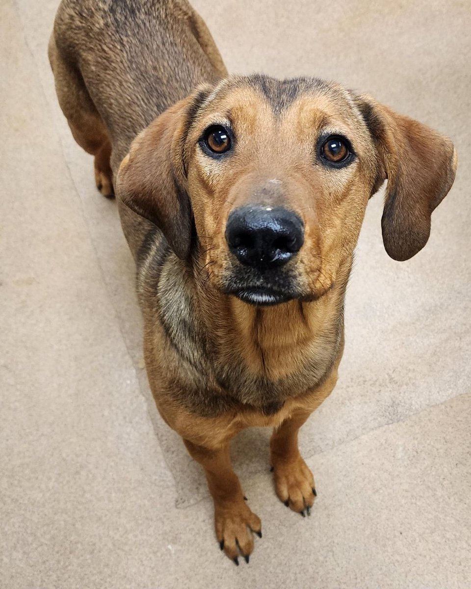 A perfectly sized 46 pounds and so beautiful, Fannie #247234 hopes for her chance of escape in Apple Valley CA. She arrived as a stray on November 26 and now has a deadline of December 5 - at that time she'll be at risk to lose her life within hours. Just 2 years old and with