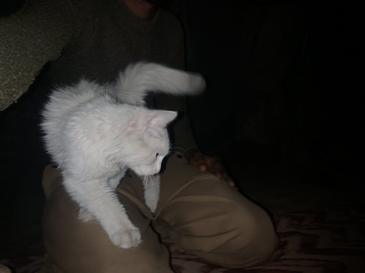 m60r_'s tweet photo. While I was sitting freezing from the cold this beautiful cat ran to me from the sounds of the bombing It seems that she was hungry I fed her what I had despite the famine https://t.co/afg10s8oZG