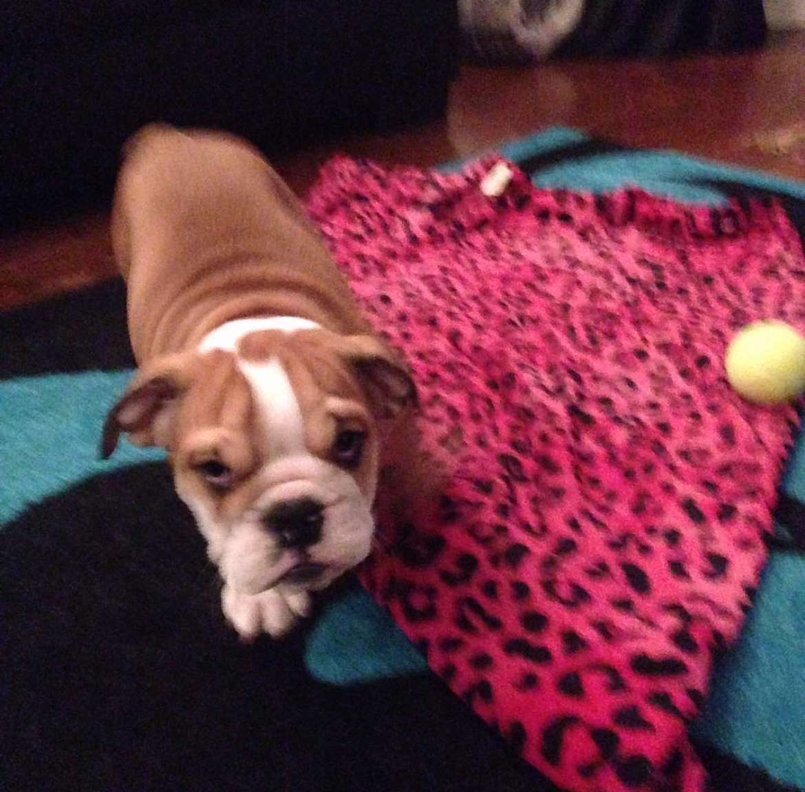 Coach Kaz tweet media