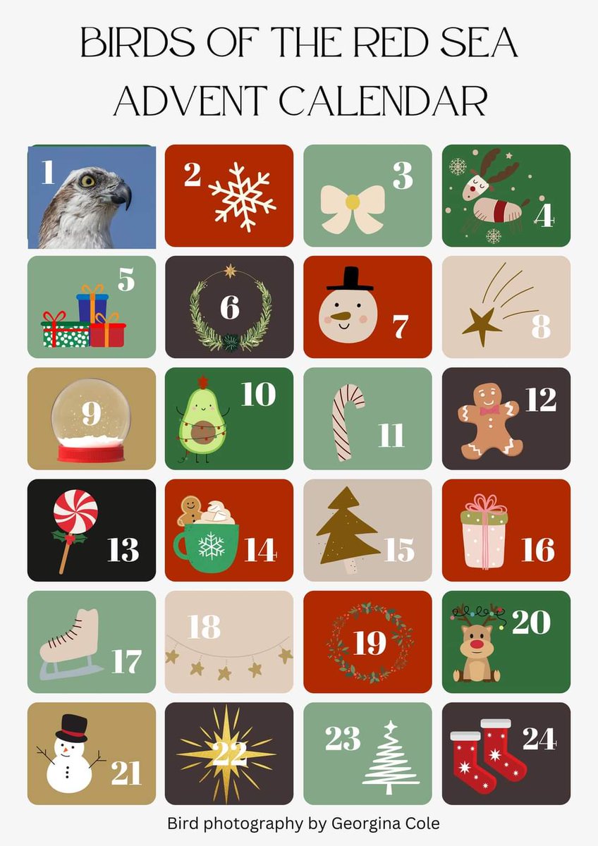Day 1 of the Birds of the Red Sea Advent Calendar. Guess the bird species everyday on my Facebook page: facebook.com/BirdsRedSea