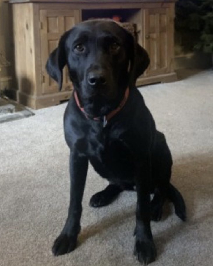 rosiedoc666's tweet photo. #StolenDoghour 

CORA black adult #Labrador 
Wandered off from home as she does in the fields…usually comes straight back as has excellent recall. That day she didn’t 
#OL4 area 12/11/24 
#Todmorden 

https://t.co/CHubs5JfDj

@TodmordenTweets @TodmordenNews1 @RachaelB100 @bs2510 https://t.co/oWyJ64Pl2B