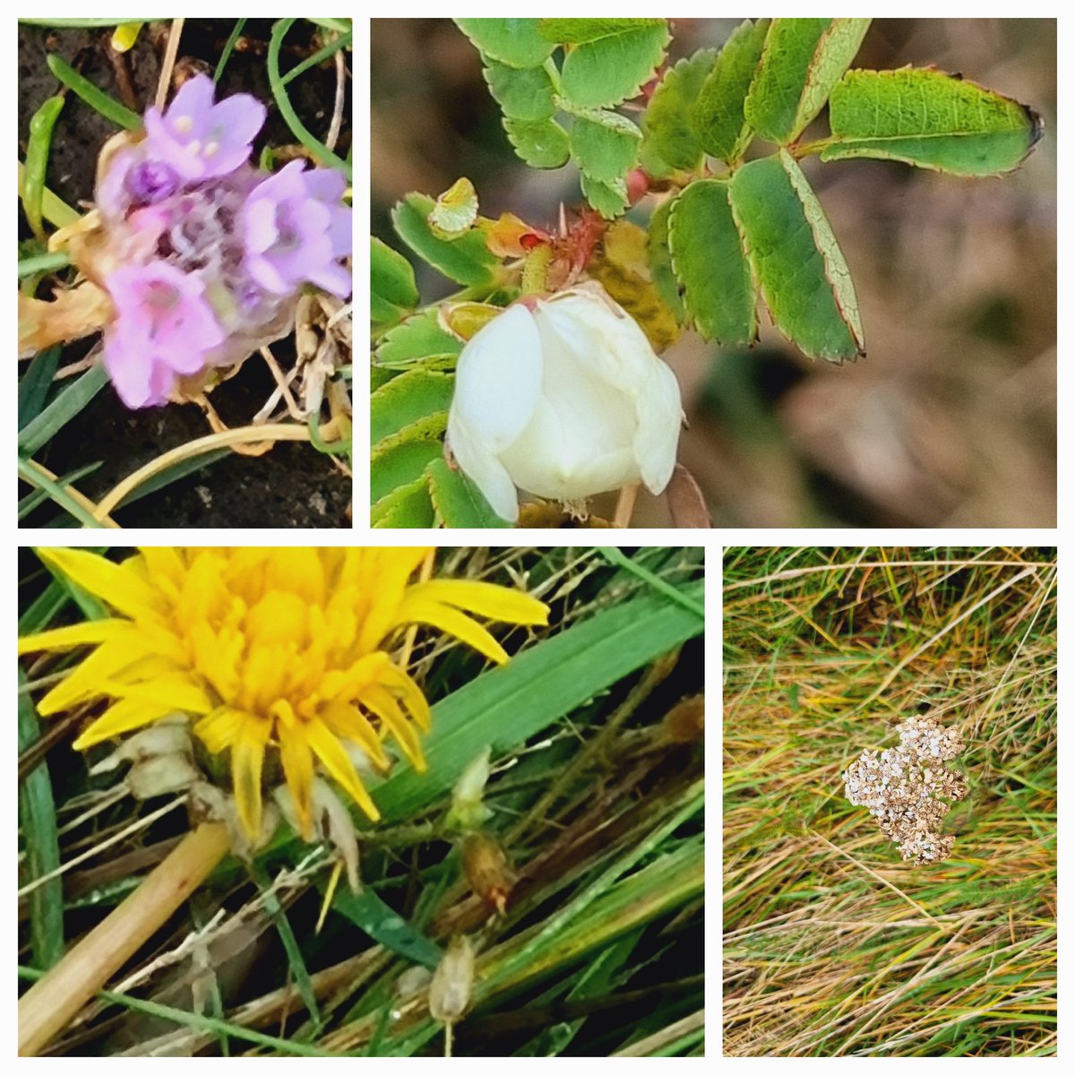 SheilaG17662835's tweet photo. #wildflower_hour We went to Grune Point @SolwayCoastNL and found 11 for the #winter10.Lovely but not very special selection including gorse, white dead nettle and thrift.  @ShowcaseCumbria @BSBIbotany @wildflower_hour @cumbriawildlife https://t.co/kIC0PNh3fw