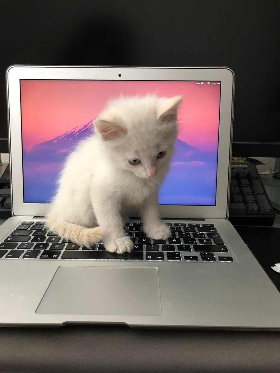 CottyChief's tweet photo. 👨‍💻 https://t.co/ctcwXjvnnr