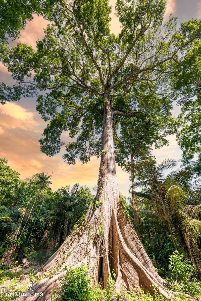 A SAMAÚMA - Curiaú-Mirim (Macapá-AP)