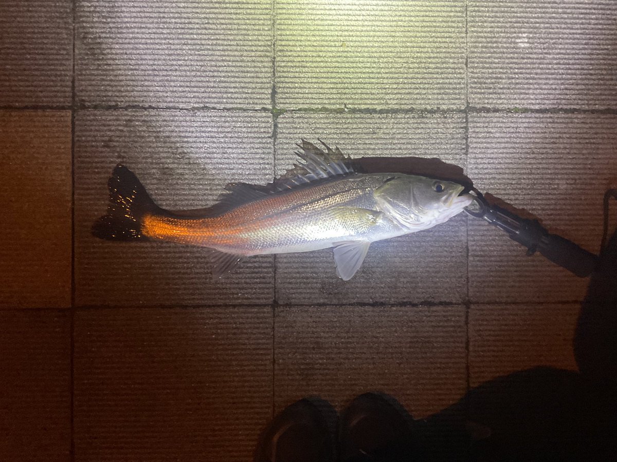 chartai555's tweet photo. 12月の初フィッシュは70cmと55cmシーバス🎣
2匹ともお腹パンパン🍞 https://t.co/pc2R5BPnmi