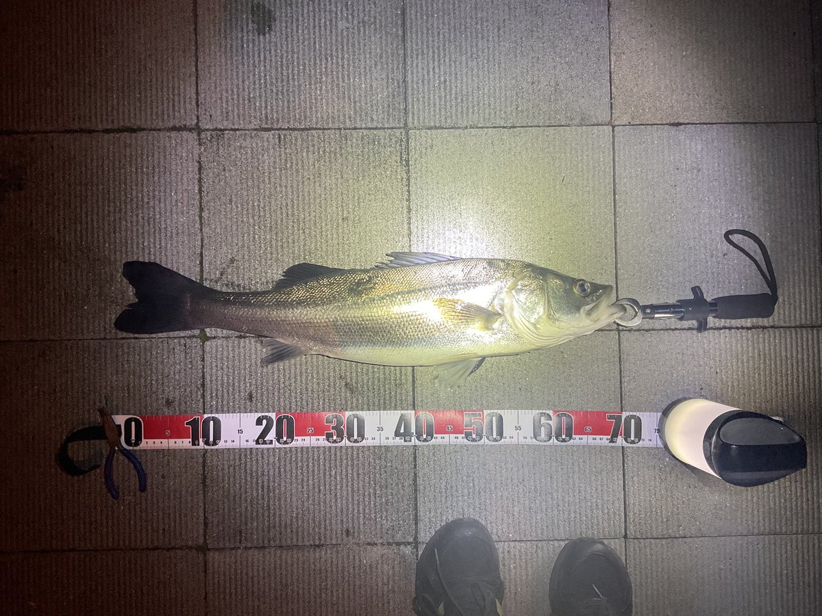 chartai555's tweet photo. 12月の初フィッシュは70cmと55cmシーバス🎣
2匹ともお腹パンパン🍞 https://t.co/pc2R5BPnmi