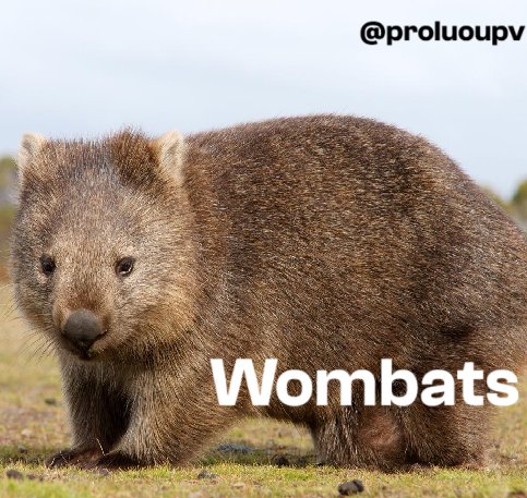 ProluoUPV's tweet photo. Sabías que, ¿los #wombats pueden ingerir #microplásticos sin saberlo al comer plantas o agua contaminada? 🐾 Esto no solo afecta su salud, sino que también contribuye a la propagación de estos contaminantes en su hábitat. https://t.co/iP8WQzPZiL