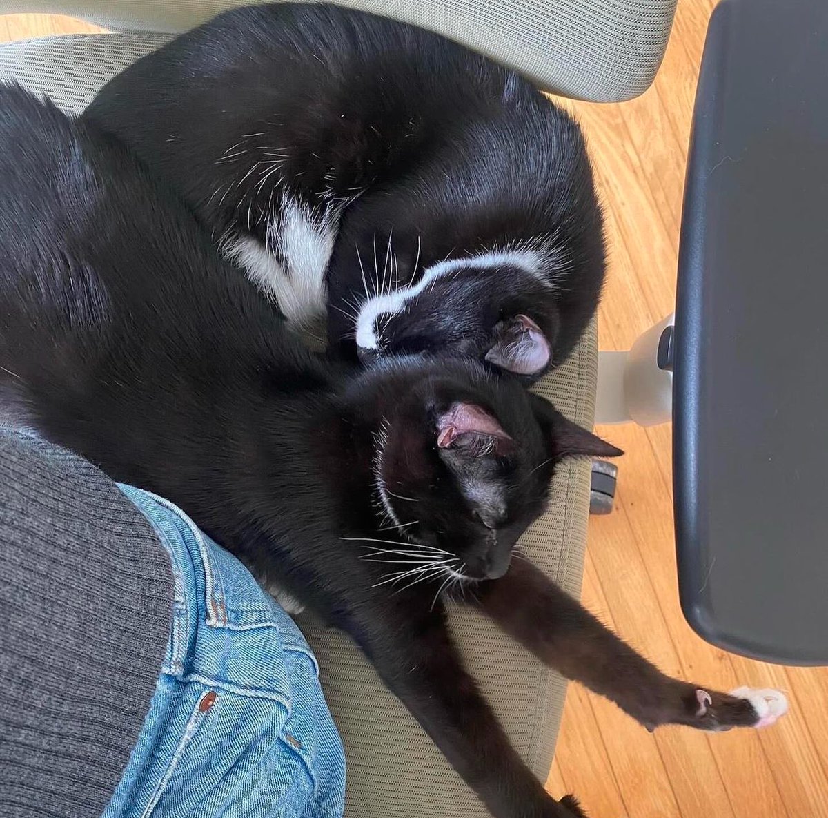 Lenny is returned because he is too energetic for his family! 😭Prior to being adopted, Lenny had already waited for 132 days in foster. 💔

Lenny is a 7-month-old sweet, outgoing and frisky boy who loves playing and cuddling.

Adopt: givemesheltersf.org/mobile/animal.…