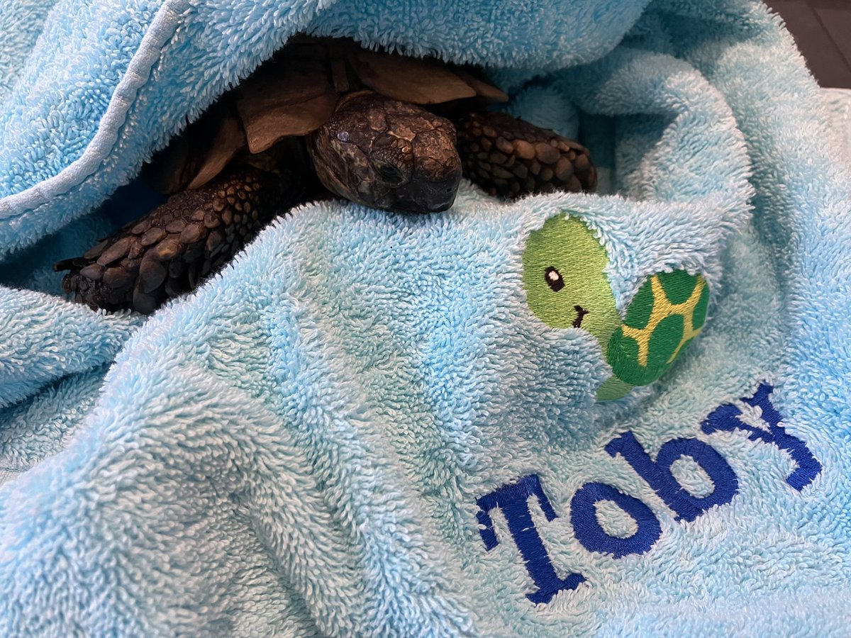 PrinceTobyTort's tweet image. I’ve gone in the fridge for my winter snooze! Merry Christmas to all and to all BOG OFF!