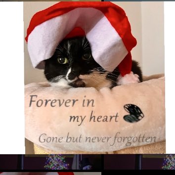 #NewProfiePic 
#InLovingMemory 
❤️ Lilith✨🐾🌈🕯️
#Neverforgotten #Christmas