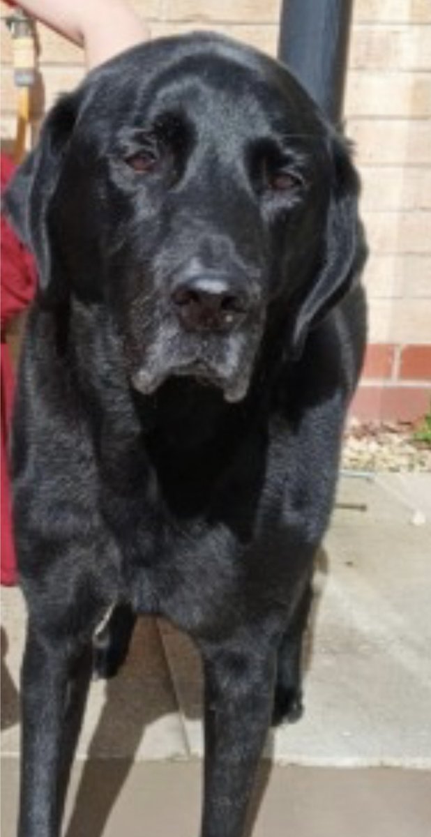 rosiedoc666's tweet photo. #StolenDogHour
HUGO is an elderly boy
Upgraded to #STOLEN how could anyone do this to an old boy
Black / CHIPPED & NEUTERED
Near home near #BramleyBaths #Bramley #LEEDS #LS13
11/9/24 WHO KNOWS WHERE HUGO COULD BE?
https://t.co/QlUvSBNN7Q
@BramleyCCentre @RachaelB100 https://t.co/zl8Un1KBWG