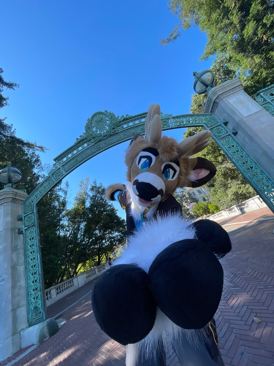 The deadline to submit fall 2025 UC applications is tomorrow! 

We would like to wish every applicant, furry or not, the best of luck! Go Bears!