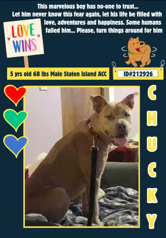 zjnov22's tweet photo. 🎁Chucky💝 🐕 #StatenIsland ACC🚨 #NewYork #NY
��Chucky’s volunteer pals gave him a lovely Christmas bandanna♥️
Please see his new images below♥️⬇️ 🎁🎄♥️ #PibblePower❣️💝
💔#foster #fosteringsaveslives #adopt #rescue💛 #AdoptDontShop🌟
🚨New Intake ✨ID #212926🌟 #NYC #Pittie🧸 https://t.co/BvseTf5Vuh