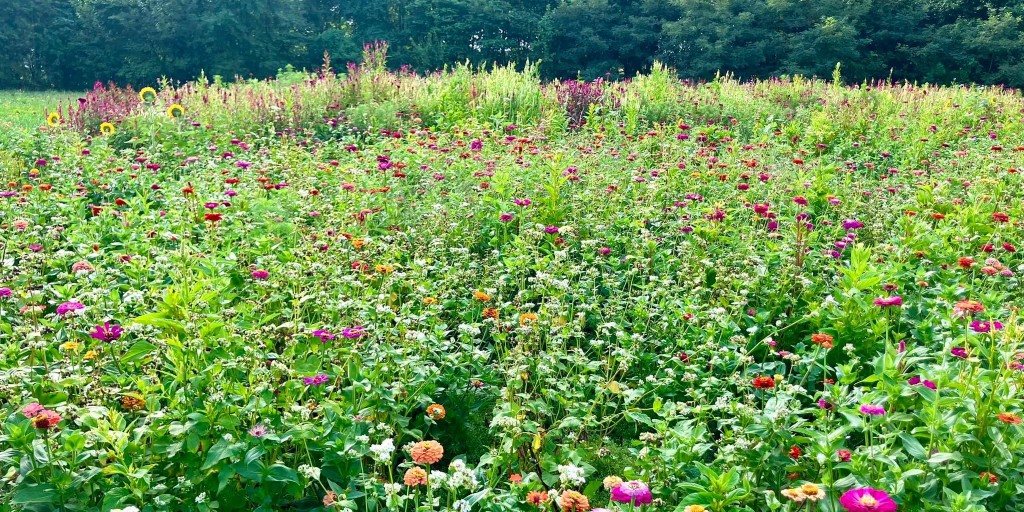 American Meadows tweet media