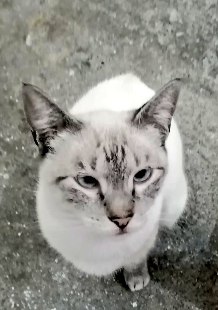 realjuca's tweet photo. Gatita en adopción de 6 meses. Esterilizada y desparasitada. Necesita un hogar acogedor en Guayaquil. Ayúdame con Rt y para más información escribir al telf 0982734927 https://t.co/9u1tOaqVKQ