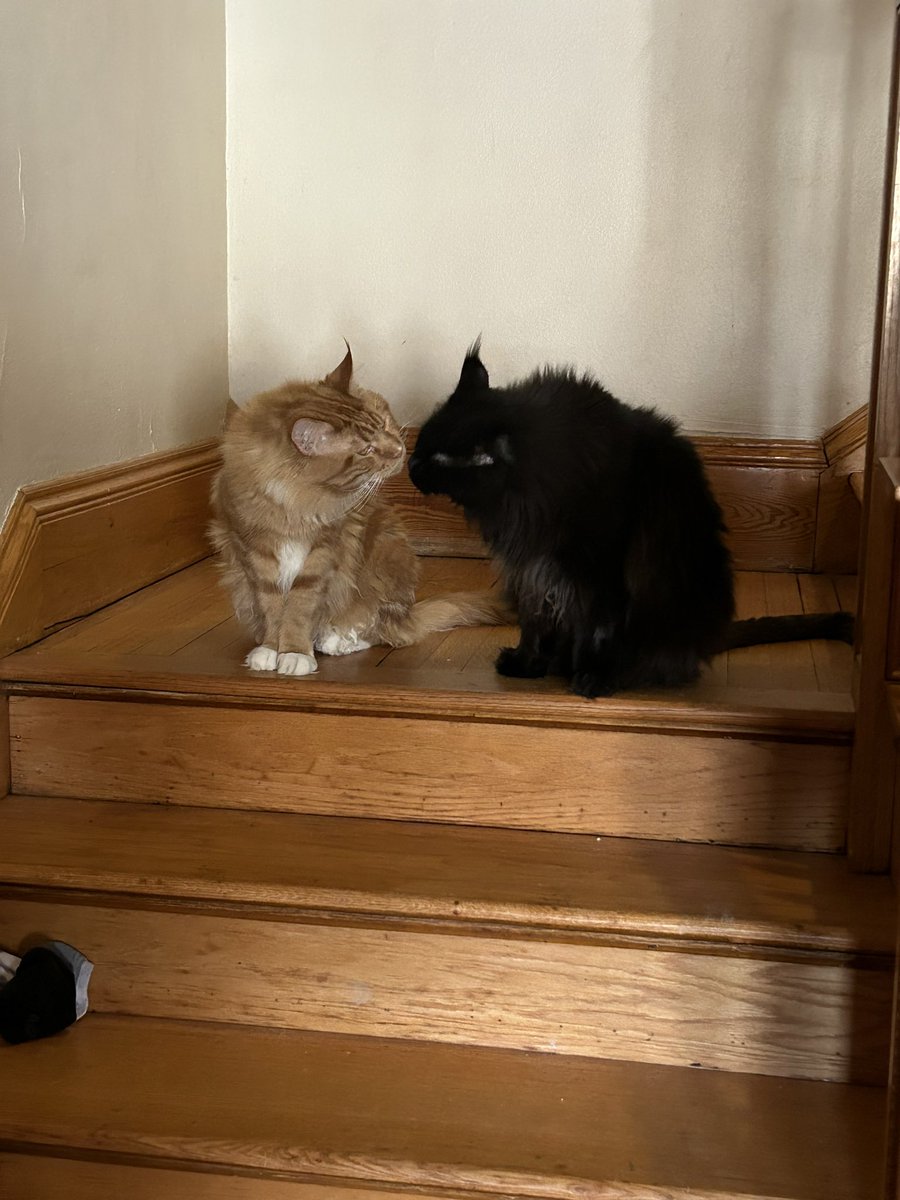Jun0Dr4ws's tweet photo. I cannot believe I got this on camera https://t.co/YS0FU1nRL2