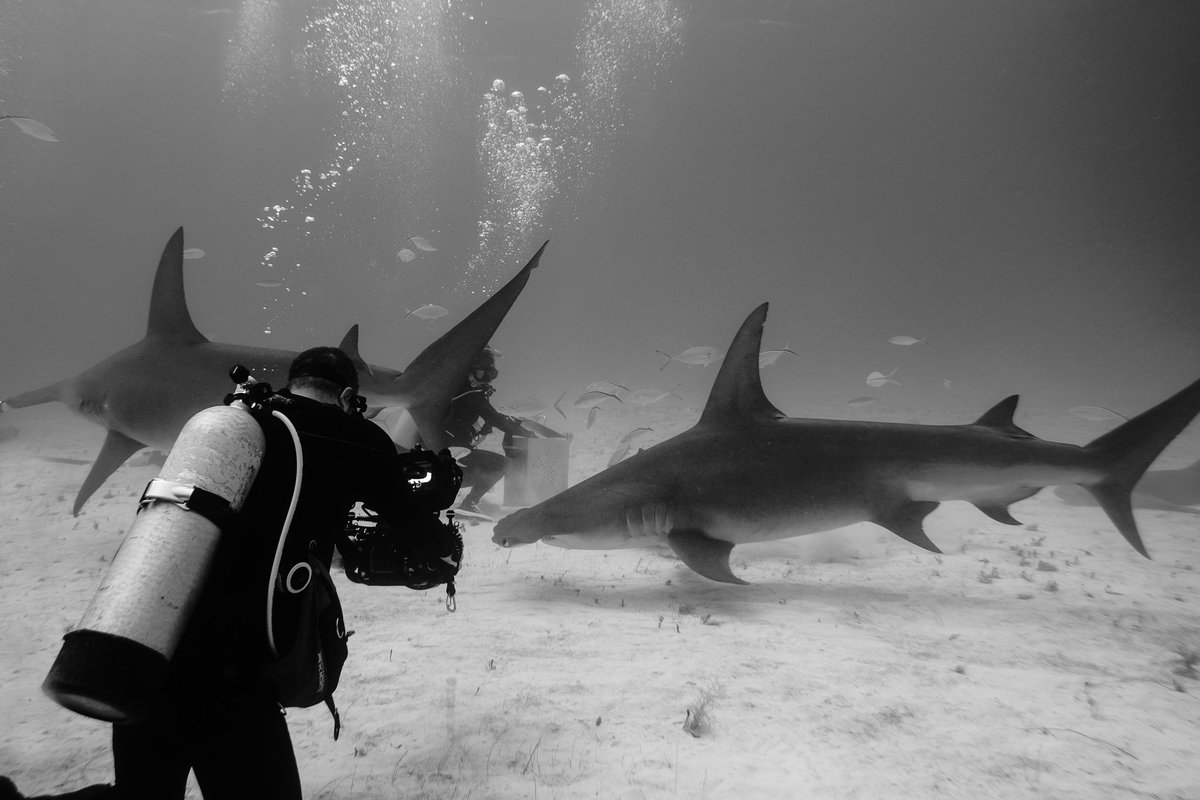 Photographing two hammerheads