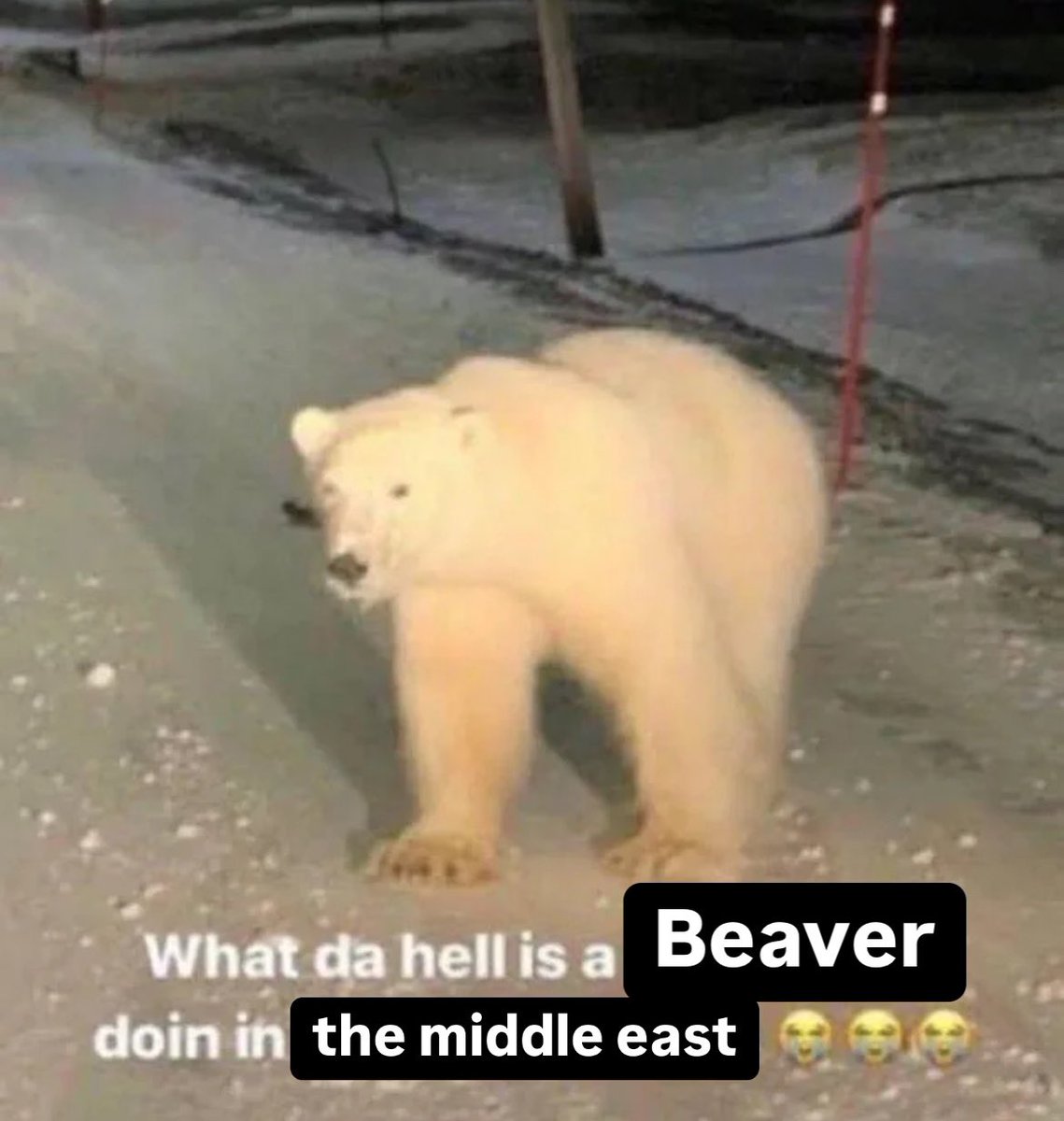 yuki contemplating the effects of global warming mid race