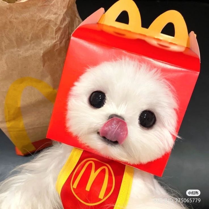 💖 (@twaniimals) on Twitter photo 