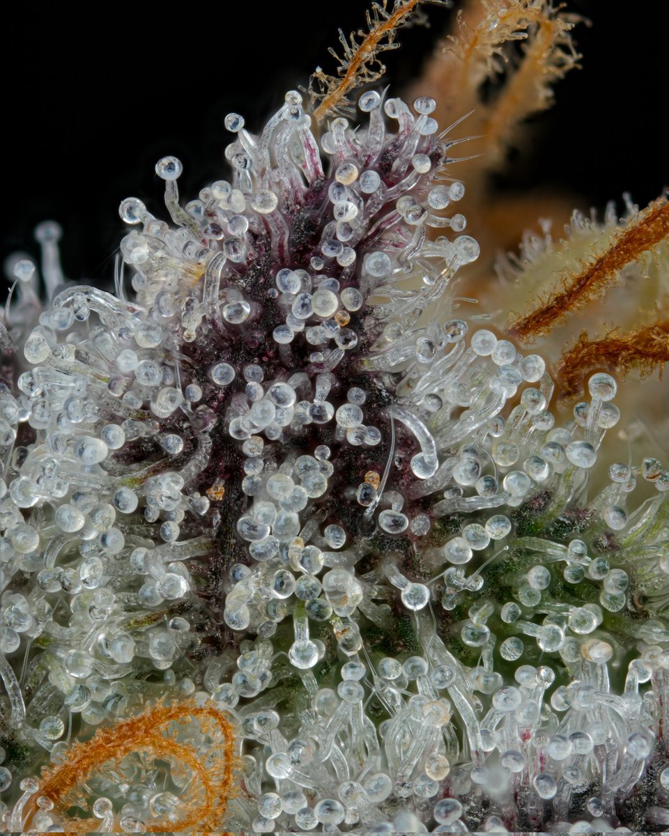 Dulce De Uva

Grown by : <a href="/GrindCannabisCo/">Grind Cannabis Co</a> 
Bred by: <a href="/bloomseedco/">Bloom Seed Company</a>

Join The Plant Community to talk and share with other cultivators, hashmakers, and cannabis creatives. 

x.com/i/communities/…