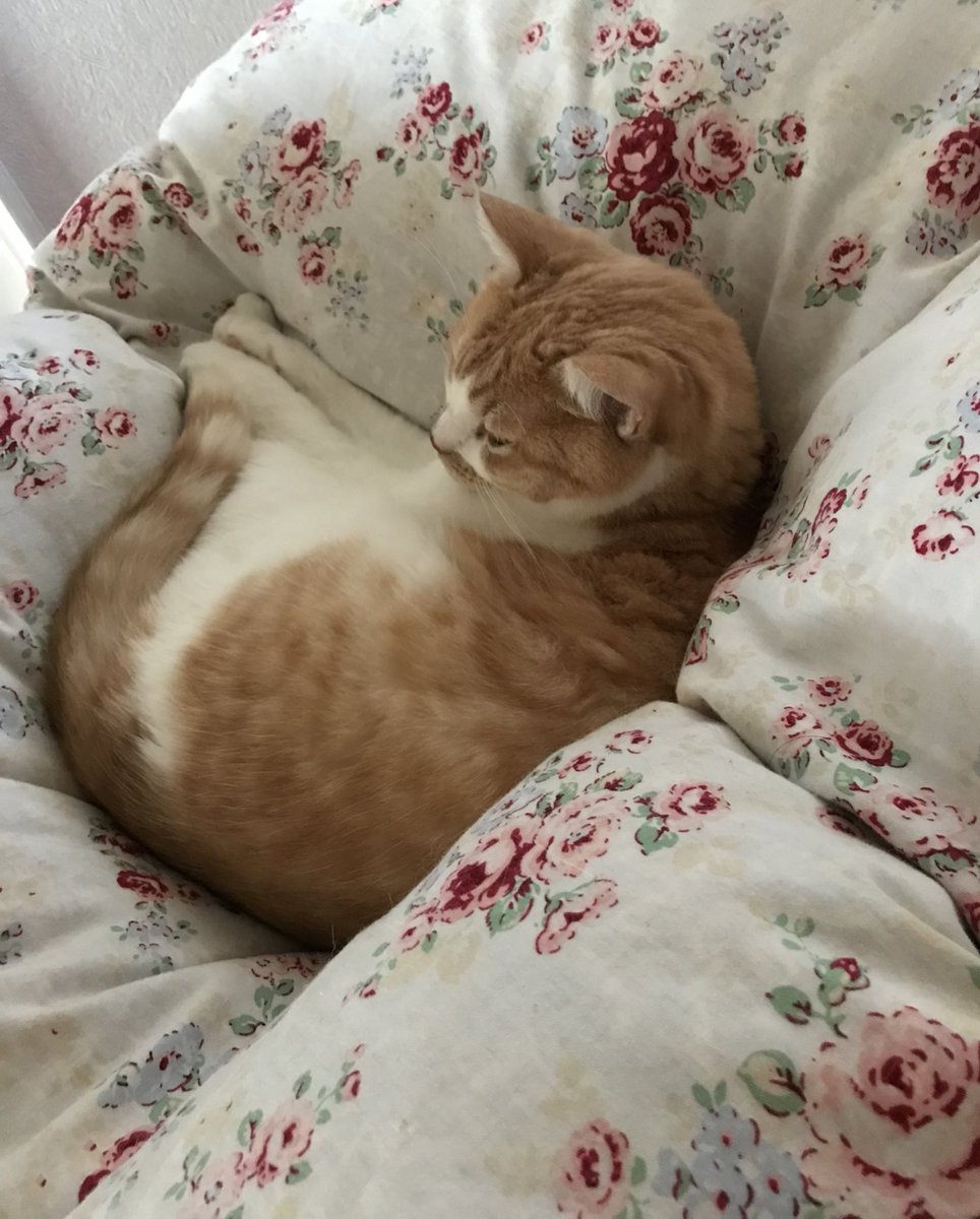 anoneanemone's tweet photo. 寒くなると
オフトゥンに来てくれるから
冬好き⛄️

#CatsOfX 
#CatsOfTwitter 
#catlover 
#nocatsnolife
#猫のいる暮らし
#猫のいる幸せ https://t.co/MV7AQCSmWJ