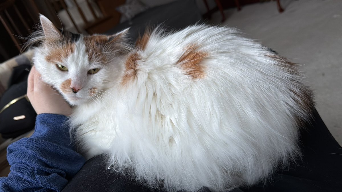 Eras_Resale's tweet photo. She’s her happiest when she’s sitting in my lap🐱 https://t.co/leTpMTTDL0
