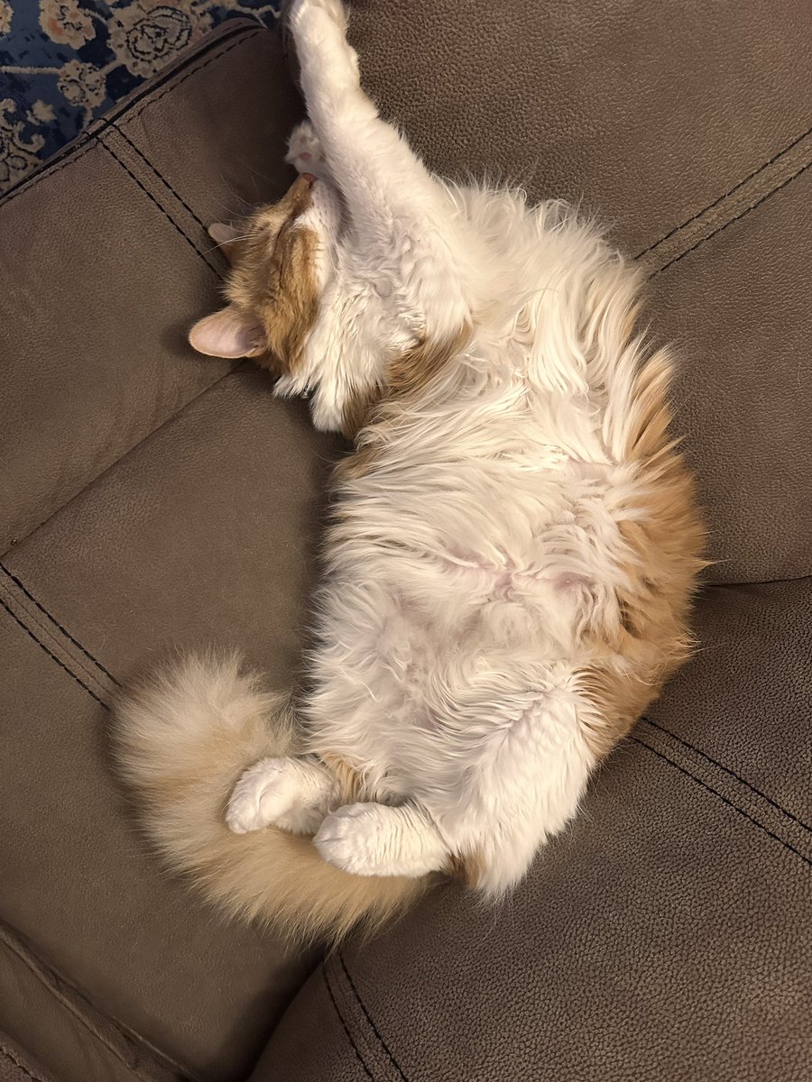CrittersofH's tweet photo. Even more Tummy time with AIB Buzz! And napping time with Fluffster!!!
@DinahLewisTayl1 #CatsOfTwitter #Caturday #meow #purr #ittybittybuzz #adoptdontshop #lapcat #whiskerswednesday #kittens #catnap #buzz #KittenLove https://t.co/taT76bLBA1