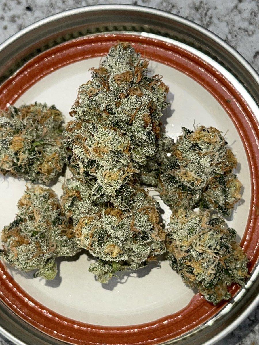 GrimsGrown's tweet photo. This is the last round of Dosi I ran 🍪⛽️
Glad to finally have some flowering again! #GrimsGrown #Dosidos #NorCal #Icmag https://t.co/ElElDDqqSC