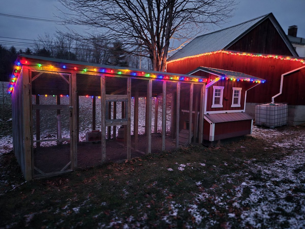 Even the chickens get in the holiday spirit