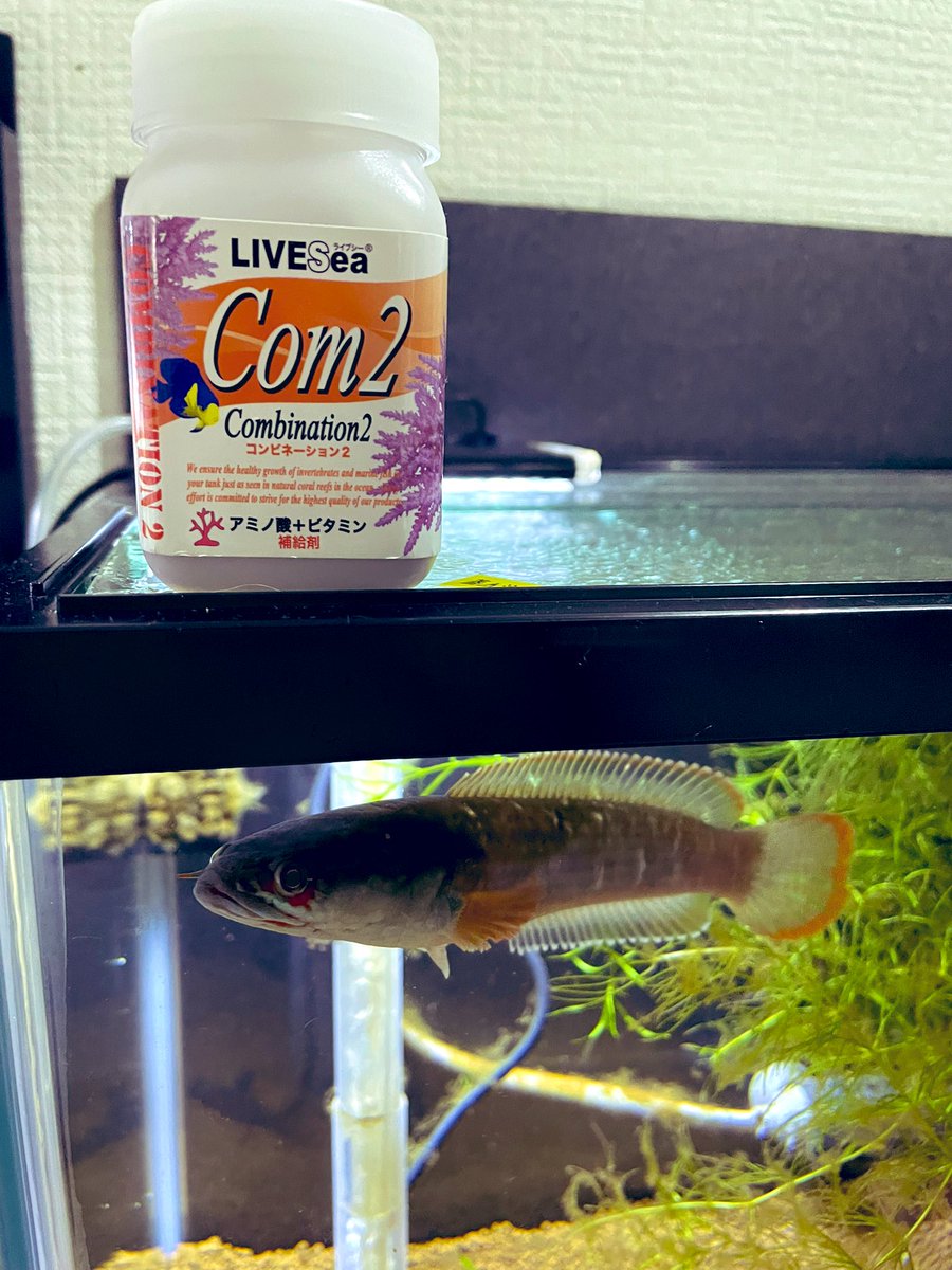 fusigimurasaki's tweet image. ビタミン投下〜 
 #スネへ
 #com2