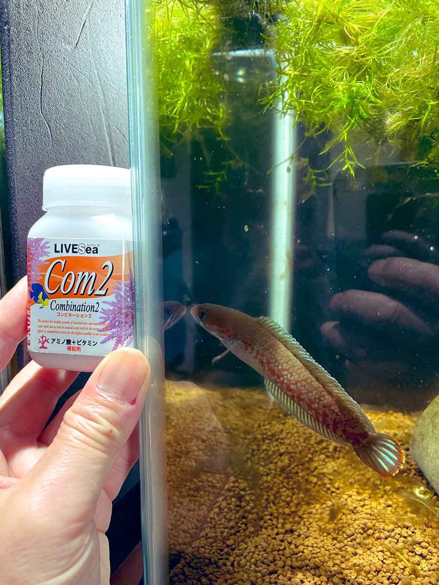 fusigimurasaki's tweet image. ビタミン投下〜 
 #スネへ
 #com2