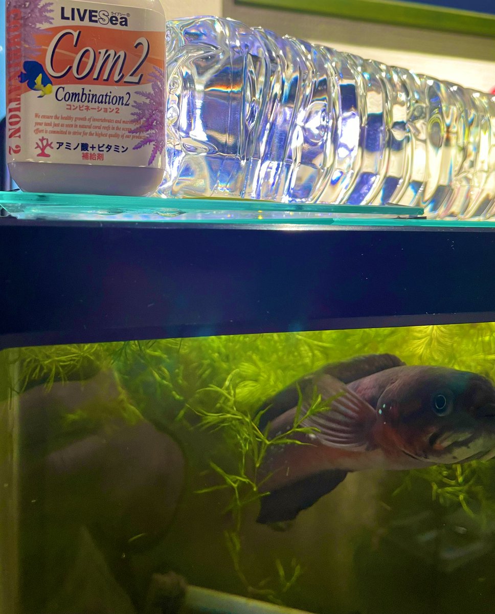 fusigimurasaki's tweet image. ビタミン投下〜 
 #スネへ
 #com2