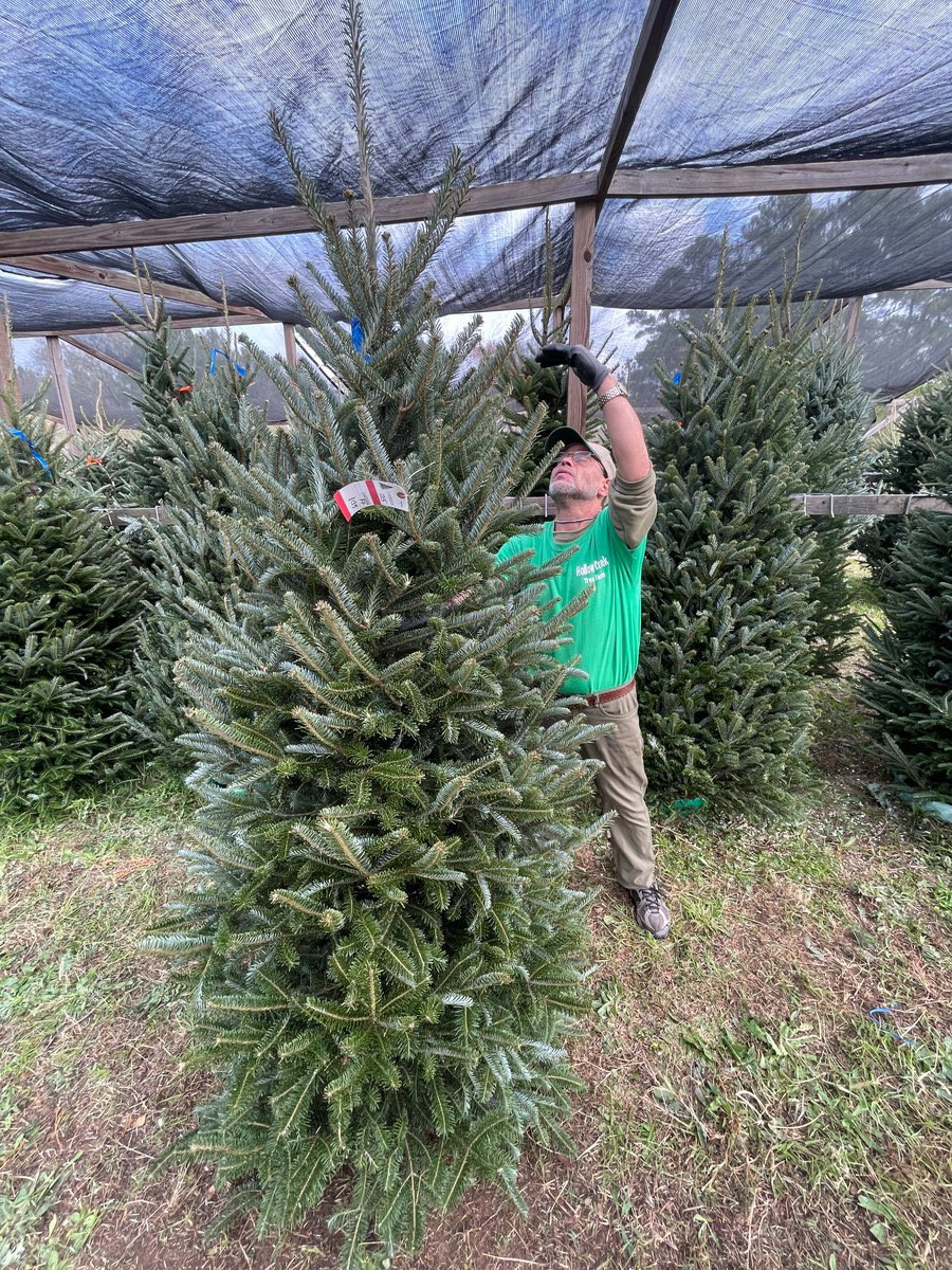 Posts with replies by Jake Elia (@LeylandJacob) / X