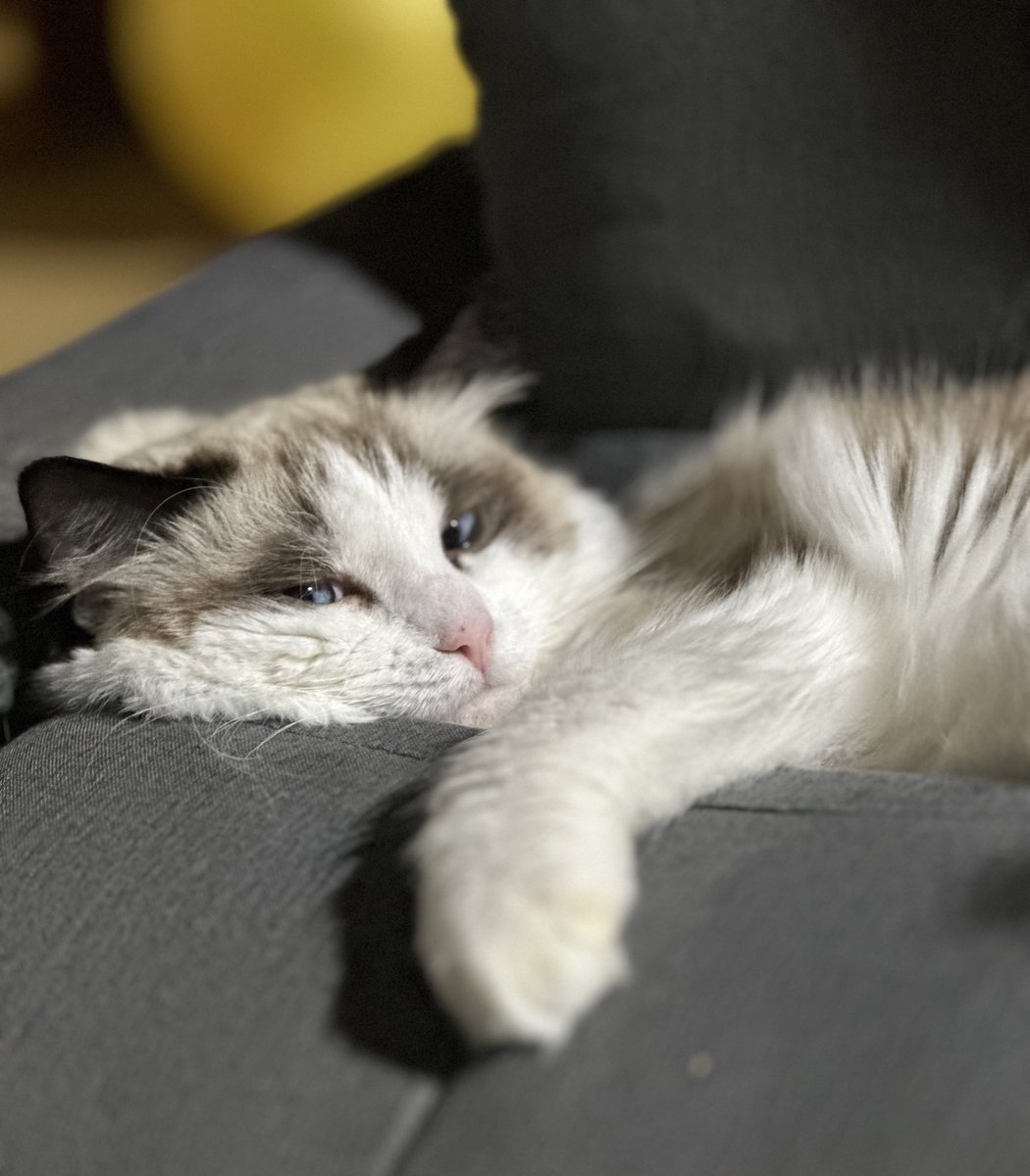 guratan2024's tweet photo. 飼い主の頭を鎮める役割が猫なのかも。
ちょっと一呼吸置いた方が物事って上手くいくもんね。

ただグラタンはエンドレスで撫でれるため、頭が鎮まったあとも撫で続け、結果時間が溶けます。

猫瞑想、おすすめです🧘‍♀️

 #FIP寛解  #MUTIAN https://t.co/bouJic8Ytw