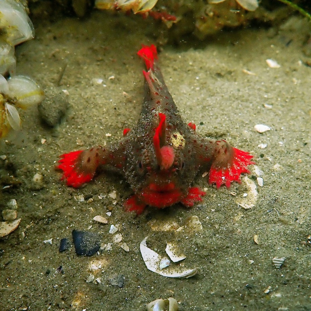 Red handfish will be spreading their fins in a new breeding node at @seahorseworld at #BeautyPoint Tasmania - and it's a vital step in safeguarding this species from extinction 🐟 tinyurl.com/yzvcm5sv