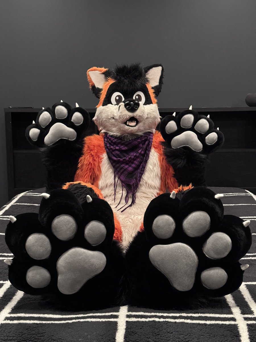 rondofoxcoon's tweet photo. Bean 🐾

🐾: @blueprintpaws 
📸: @AviFox https://t.co/GRp63Fna1g