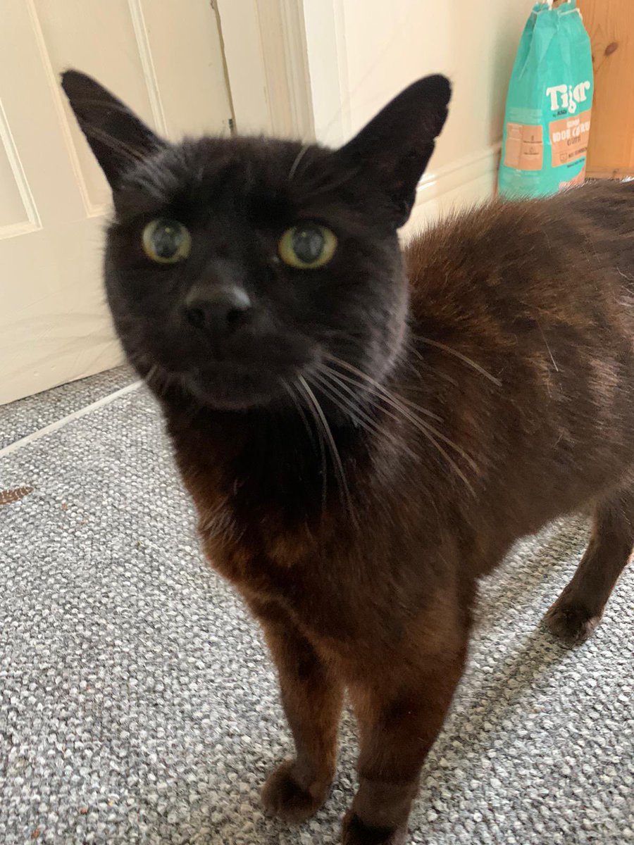 Jamie_Mercer's tweet photo. I had to say goodbye to the best little buddy anyone could ever ask for this weekend. 15 years of friendship, snacks, snuggles on the sofa watching TV or playing games, &amp; scraps/adventures. He loved spicy meats, cheese &amp; ear scritches. Rest in peace, Mac. I’ll miss you lots. https://t.co/emtnvHNUV9