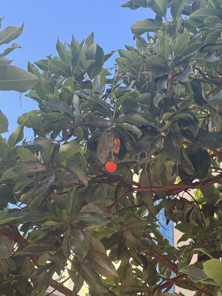MahyadGhassemi's tweet image. Strawberry tree in Dogpatch SF 🍓
@sama strawberry is ripe for release, no need for -preview 😁