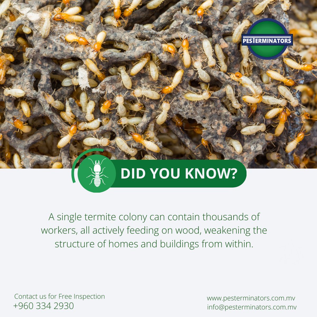 Pesterminators_'s tweet photo. Did you know?
A single termite colony can contain thousands of workers, all actively feeding on wood, weakening the structure of homes and buildings from within.

#pesterminators #pestmanagement #pestcontrol #resorts #maldivesresort #resort #pestcontrol #termites #termitecontrol https://t.co/lh5kgpENRk