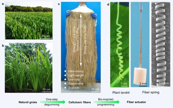 Kilogram-scale production of strong and smart cellulosic fibers featuring unidirectional fibril alignment 
doi.org/10.1093/nsr/nw…
#biomass #actuator #smartfiber
<a href="/OxUniPress/">Oxford University Press</a> <a href="/Natl_Sci_Rev/">NSR_Journal</a> <a href="/SciencNews/">Science News</a> <a href="/isciverse/">Top Science</a>
<a href="/physorg_com/">Phys.org</a>