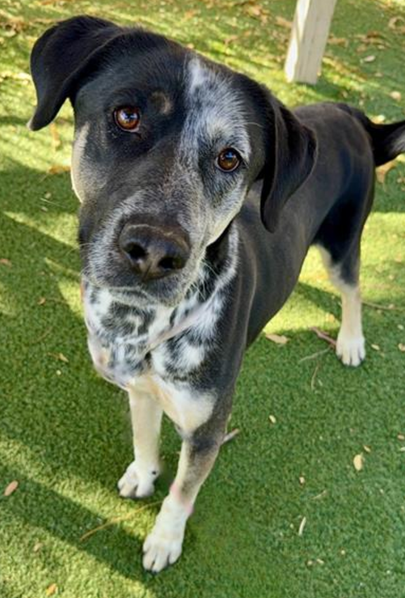 💔🆘💔Super handsome FALCON has been at Lancaster #California ACC since 10-23. 2 yo and 56 lbs. He's one of their longest residents, but have not found any other posts for him. Please give him a look ASAP🙏Lancaster has 231 dogs listed tonight - should be under 200. #A5659426