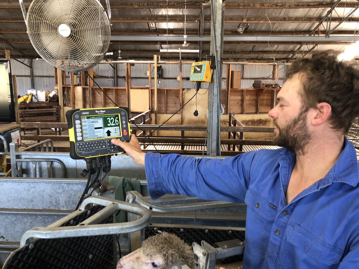 With humidity at 90% and rain over the last week it’s  a perfect time for dag scoring, flc rot and wool colour assessments- with team Sutherland at Firgrove - as Ferg said if you measure it you can change it
