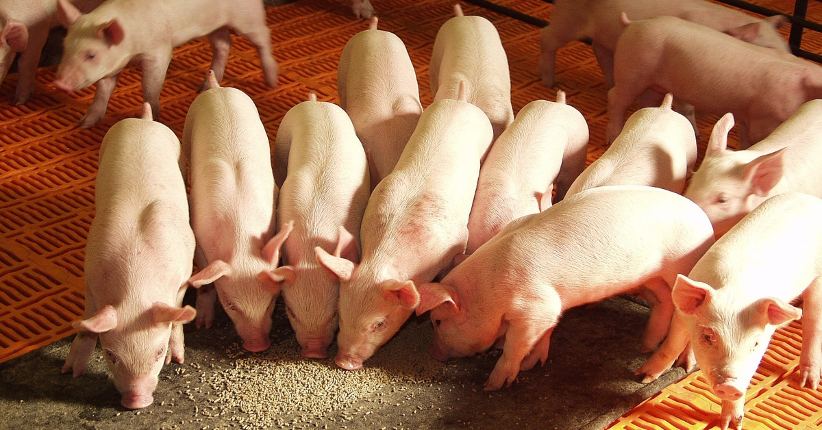 Pigs Lover tweet media