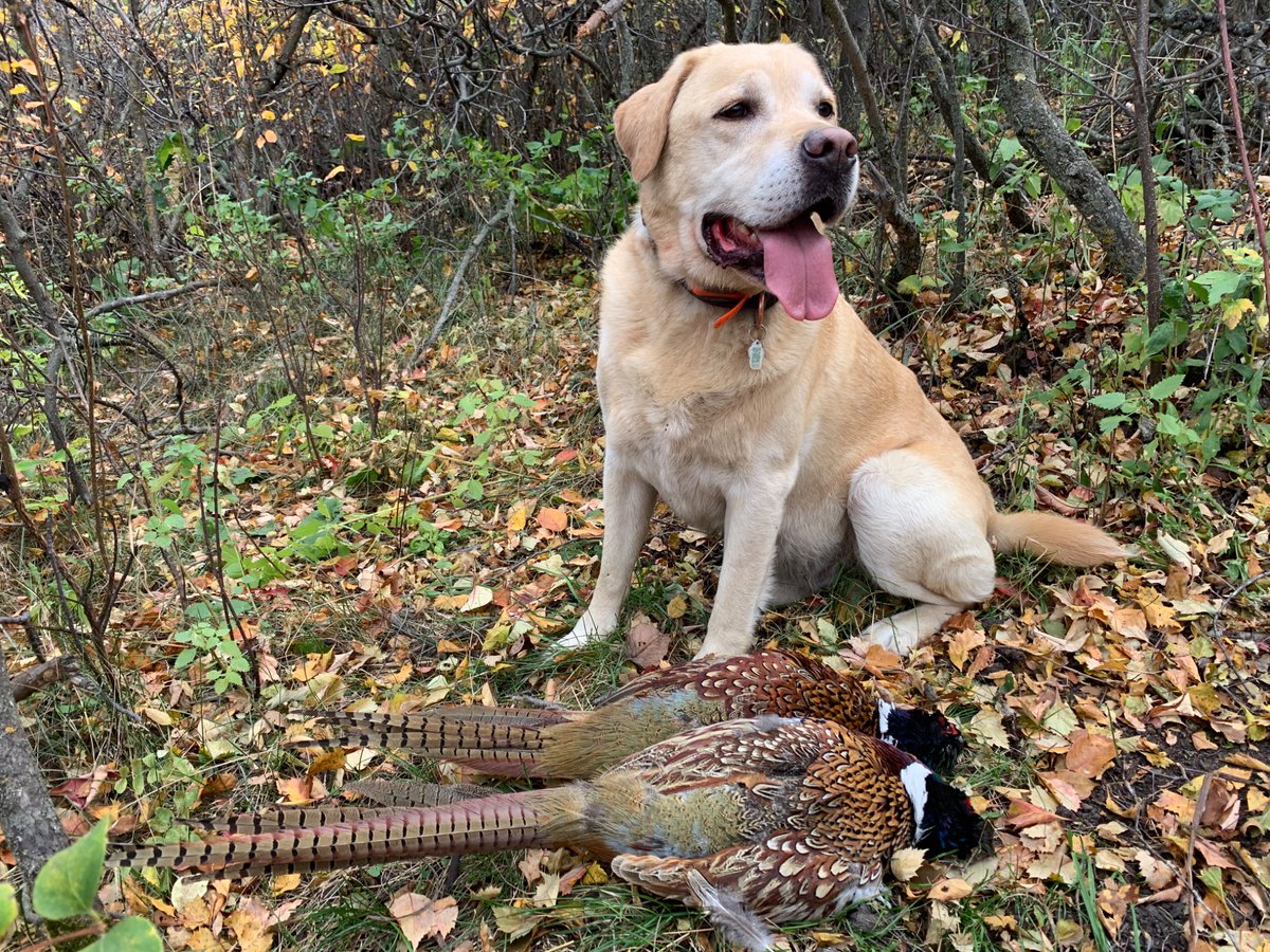 m70outdoors's tweet photo. Love getting out in the field with my best bud! @pheasants4ever @AlbertaFishGame  #Labrador  #Labradorretriever https://t.co/WPN1my9IjM